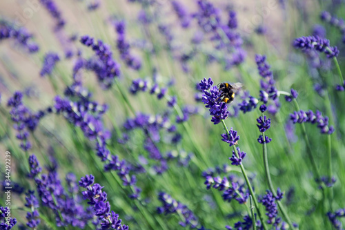 Bee circles a lavender flower in a field of lavender