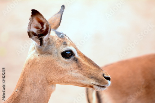 Impala female face