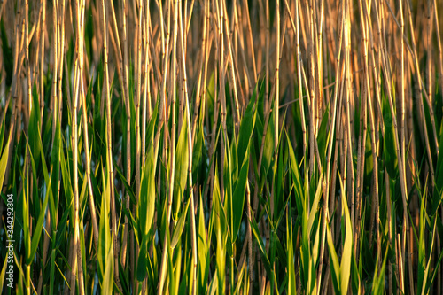 texture of young bamboo at sunset