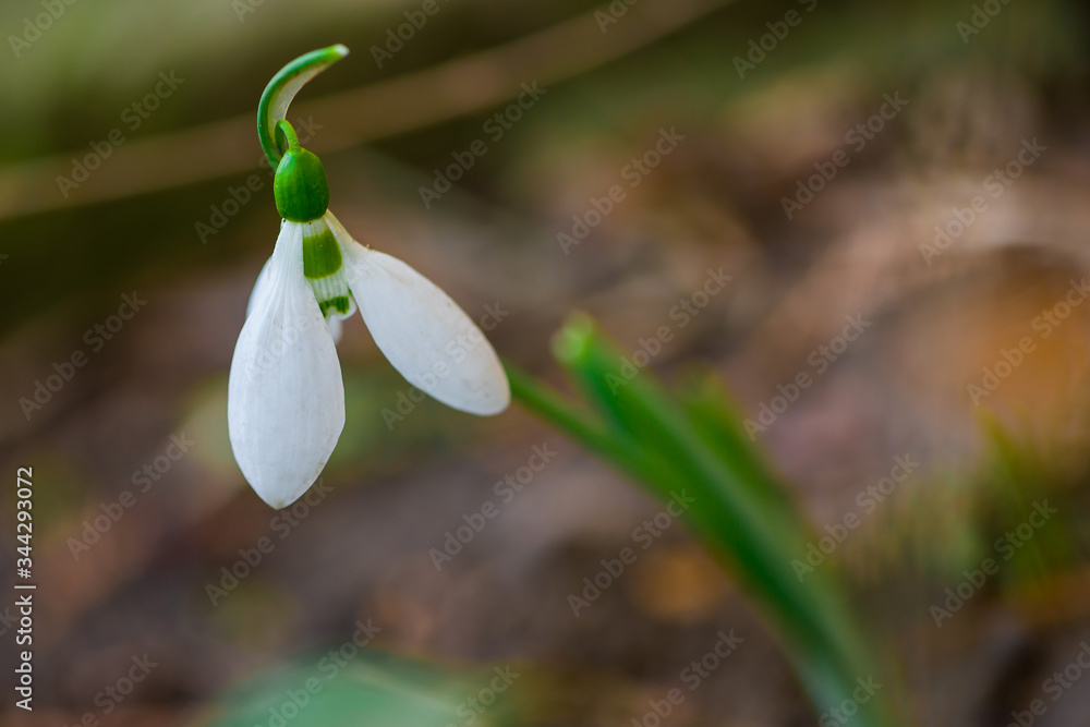 Close-up of snowdrops flowers growing among dry leaves in a garden Close-up of snowdrops flowers growing among dry leaves in a garden