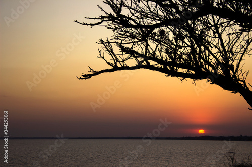 The contour of a tree with branches without leaves on a sunset background, Ochakov, Ukraine. The tree grows on the seashore, summer, evening.
