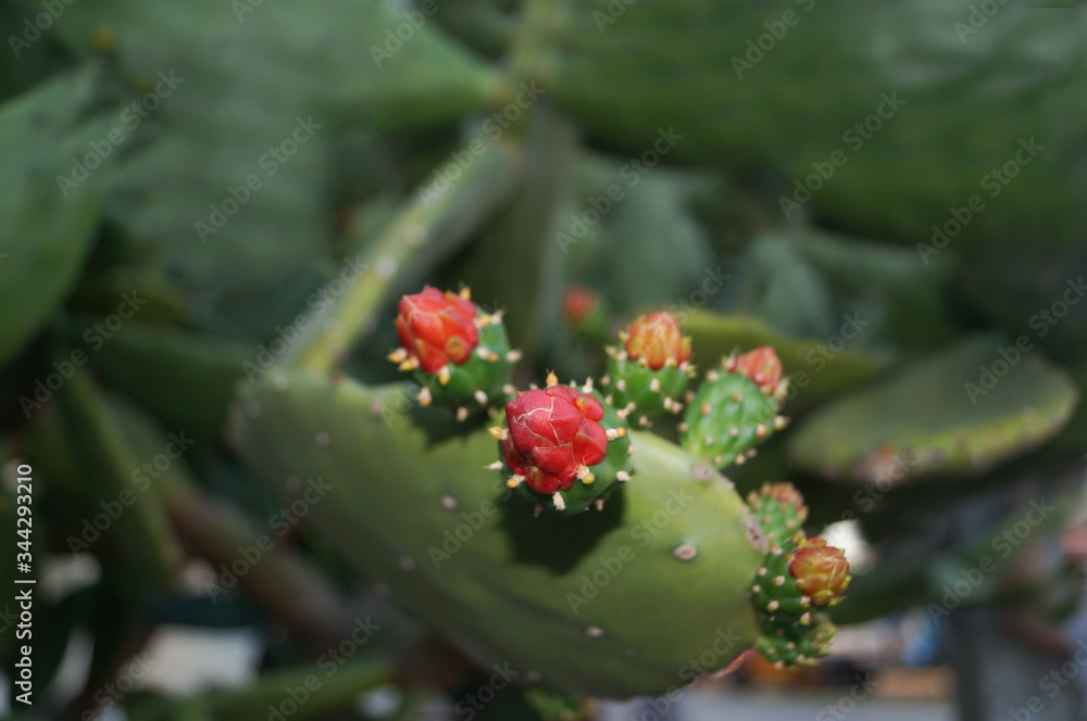 Cactus blooming and giving its tuna fruit. Close up Cactus blooming and giving its tuna fruit. Close up