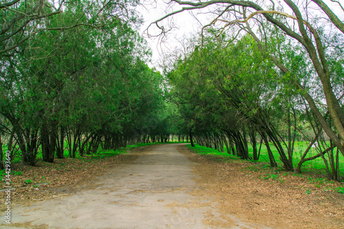 
Alley overgrown with trees and bushes