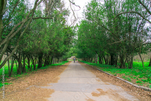 
Alley overgrown with trees and bushes