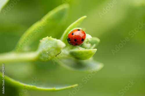 Red ladybug sitting on a green plant.