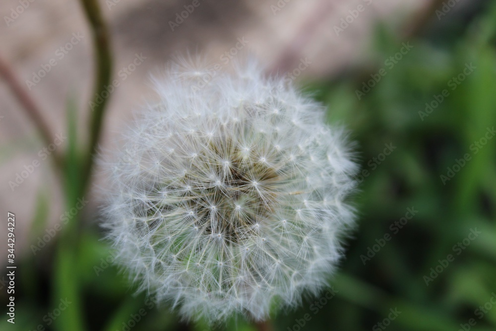 dandelion on green background dandelion on green background