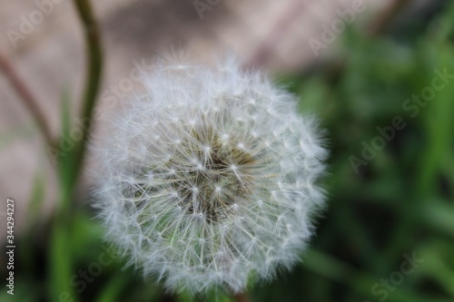 dandelion on green background