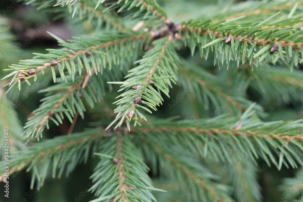 fir branches in the forest