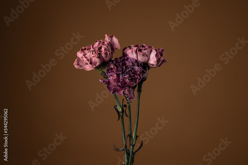 Tender dark purple, violet carnation flowers on the brown background