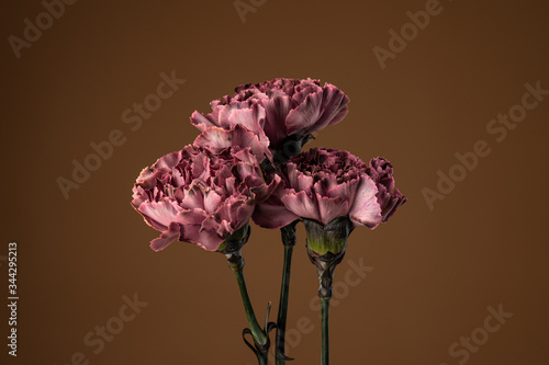 Close up of a three dark purple carnation flowers isolated on dark olive