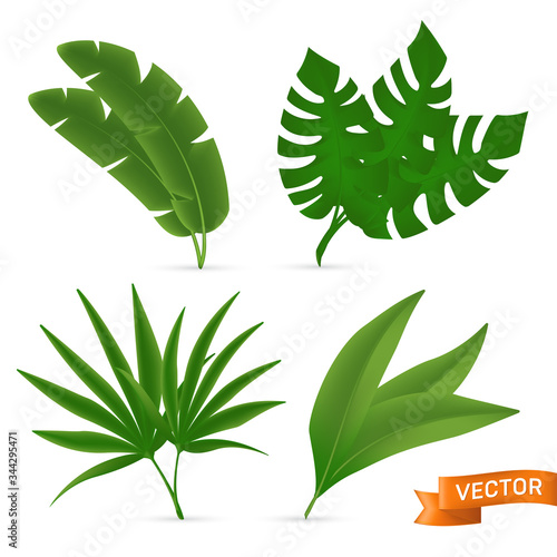 Exotic tropical palm leaves set. Vector illustration of various green foliage isolated on white background