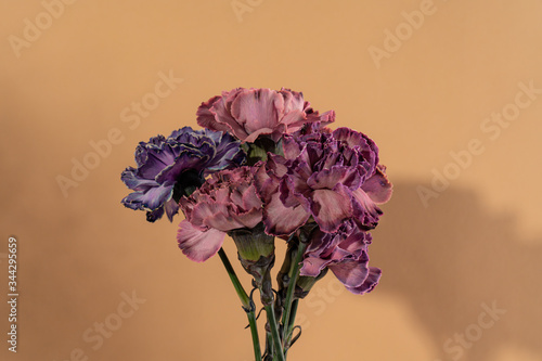 Colorful bouquet of carnation flowers isolated on hazelnut background