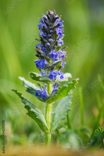 Creeping bugle (Ajuga reptans) is used in folk medicine for asthma and to accelerate healing, when hoarseness or sore throat.