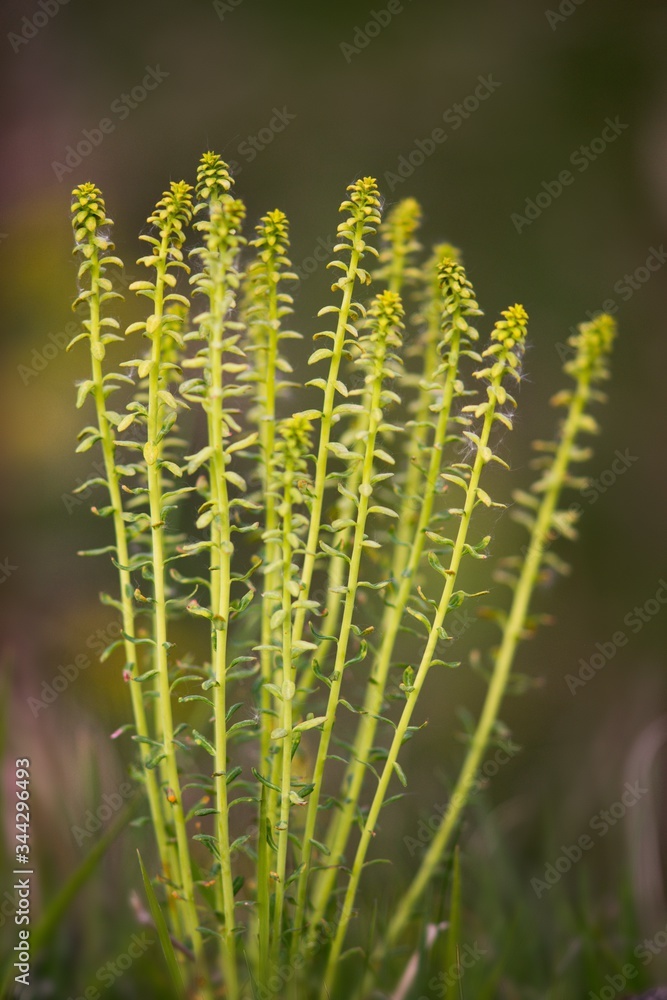 Snake milk (Euphorbia cyparissias) is a yellow-flowering poisonous perennial herb of the spurge family.
