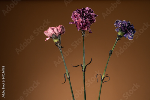Three tender colorful carnation flowers isolated over brown background