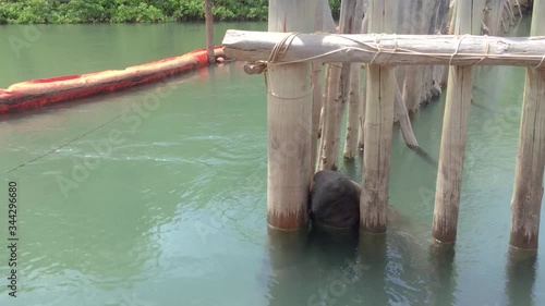 Manatee Sanctuary. They live in captivity until they acquire conditions to return to nature. Alagoas, Brazil. photo