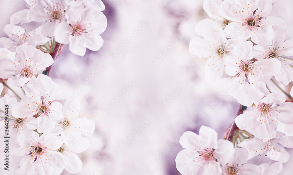 Fototapeta premium Spring banner - cherry flowers. natural floral seasonal background 