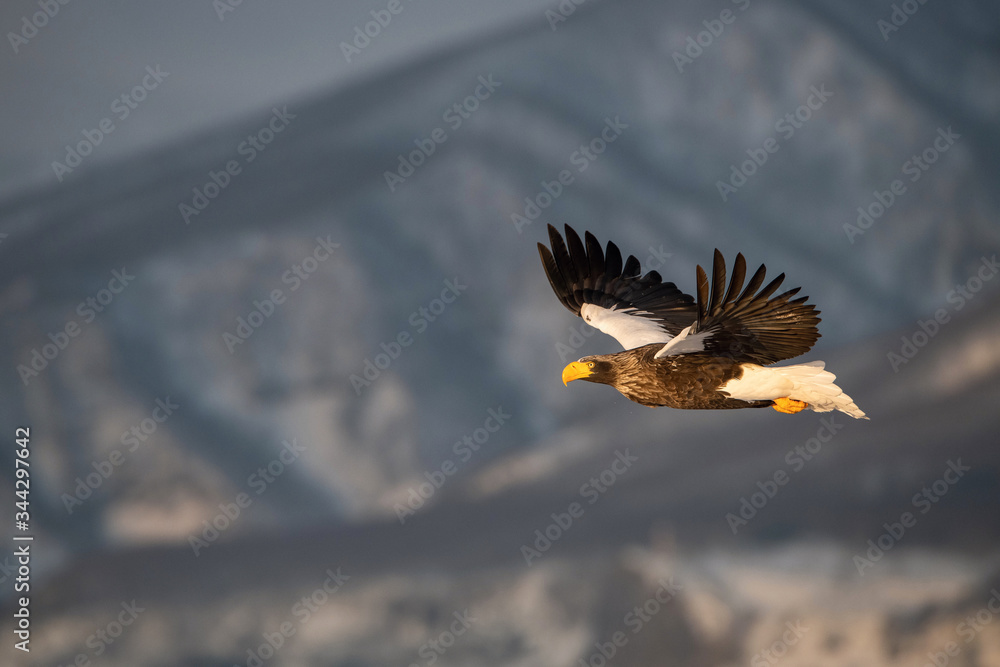 Obraz premium The Steller's sea eagle, Haliaeetus pelagicus The bird is flying in beautiful artick winter environment Japan Hokkaido Wildlife scene from Asia nature. came from Kamtchatka