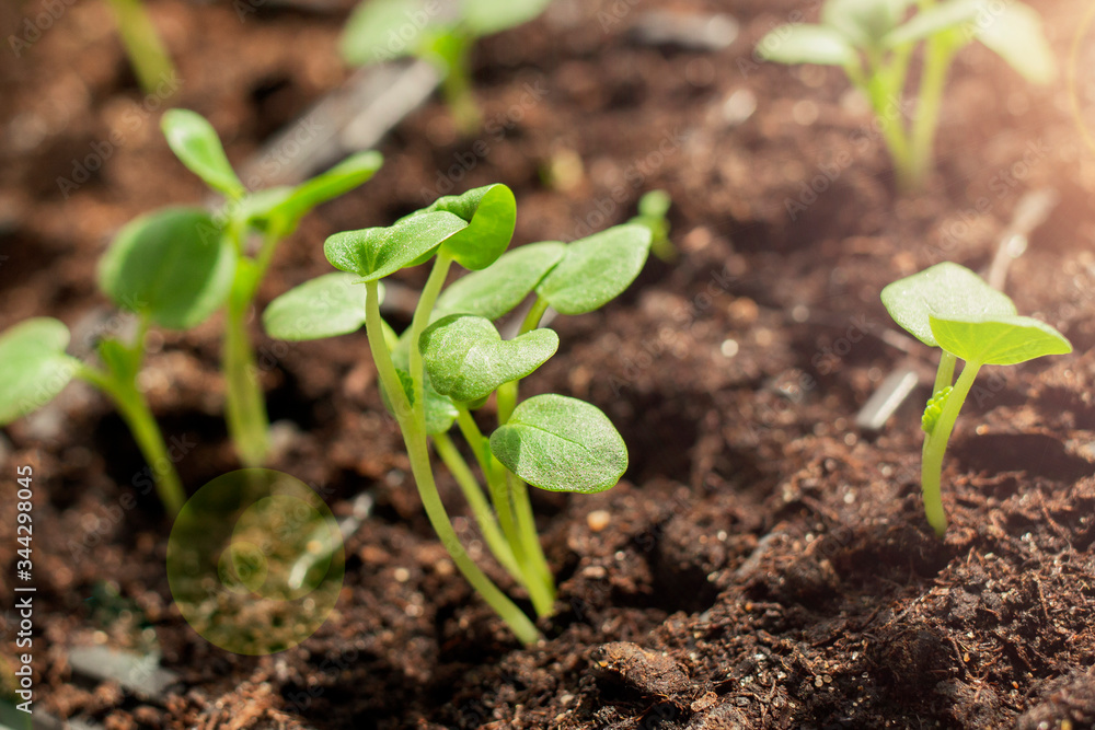Fototapeta premium Small green shoots popped out of the ground.