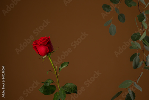 Flowers composition. Eucalyptus and branch of red Rose isolated on brown background
