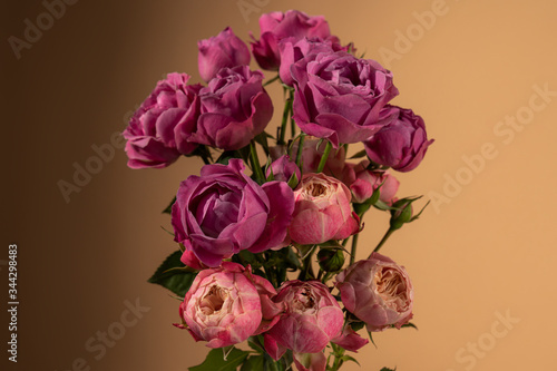 Close up photo of a floribunda Rose sometimes called R. polyantha 