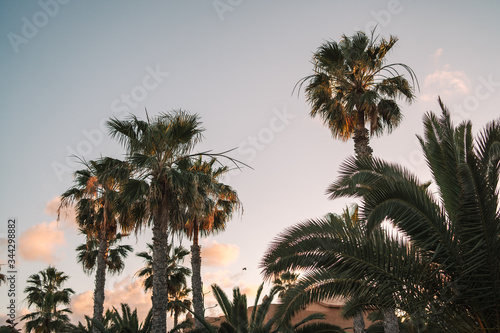 Palm trees with beautiful pink sky at sunset