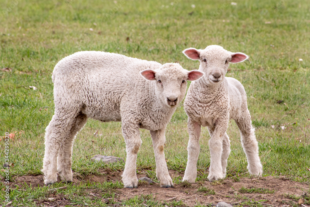 Two lambs in a field looking at the camera Two lambs in a field looking at the camera