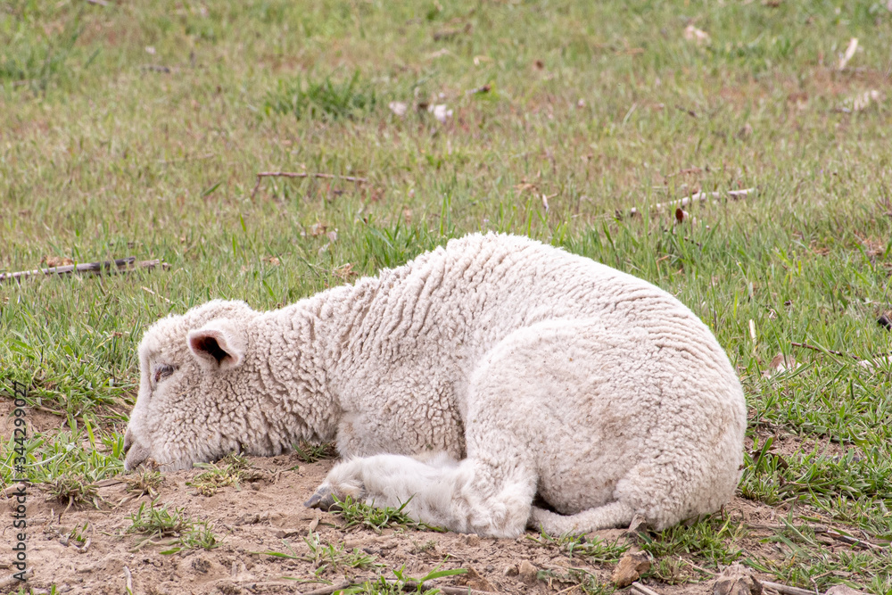 Obraz premium Young lamb resting in a field