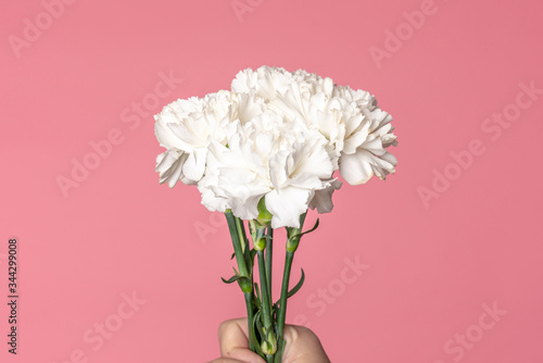 White carnation flowers Dianthus caryophyllus also known as Clove isolated on candy pink
