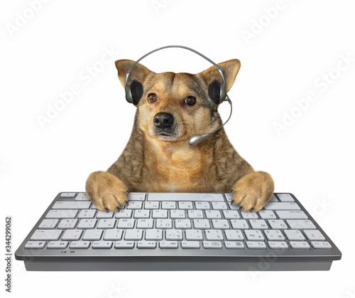 The beige dog employee in headphones with a microphone is typing on a keyboard of a desktop computer. White background. Isolated. © iridi66
