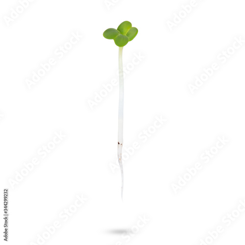 Micro baby leaf vegetable of green radish seeds sprouts isolated on a white background.