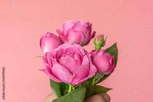 Close up of a floribunda Rose sometimes called R. polyantha isolated on soft pink