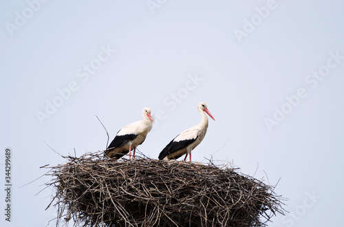 Two storks in the nest on the hill,photo