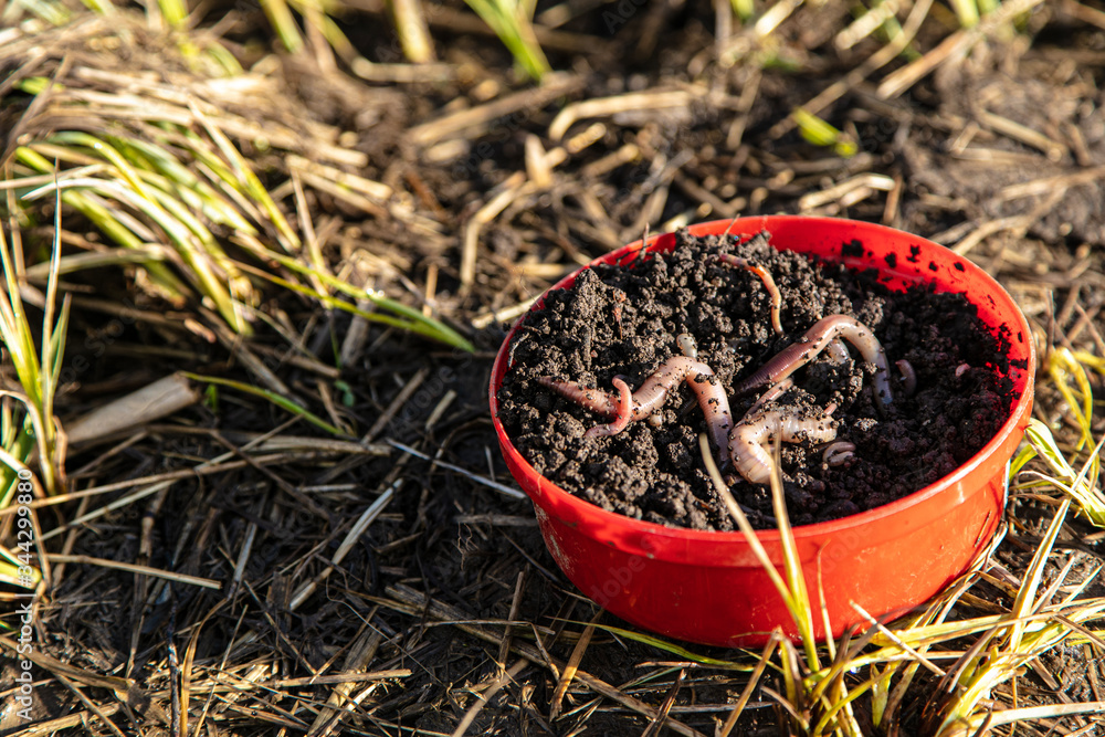 Fototapeta premium Red jar with beautiful fishing worms