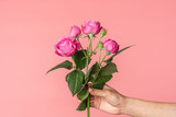 Female hand holds floribunda Rose sometimes called R. polyantha isolated on powder pink background