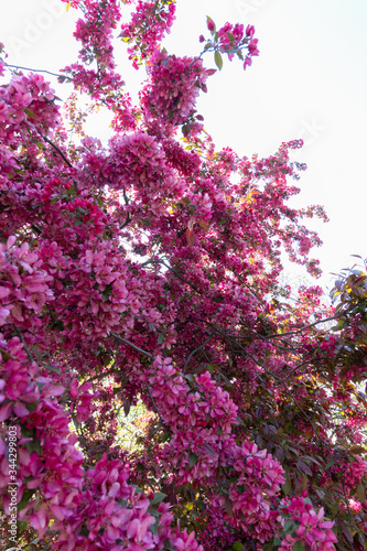 wide angle shot of top of a profusion crab apple tree in full bloom. the flowers are a deep violet-red
