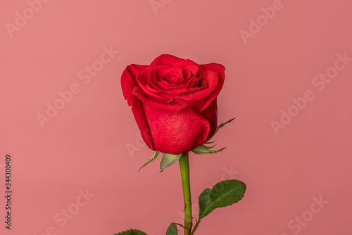 Close up photo of a red rose isolated over flamingo ping background