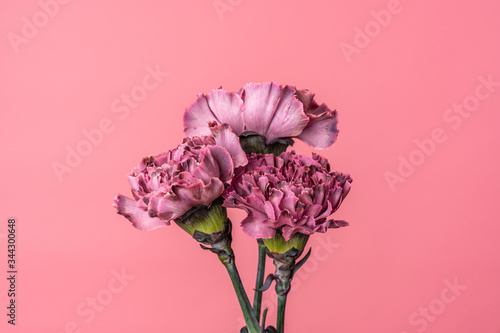 Close up of three dark pink carnation flowers isolated on flamingo pink