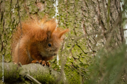 Red squirrel  (Sciurus vulgaris) on the tree © Anna