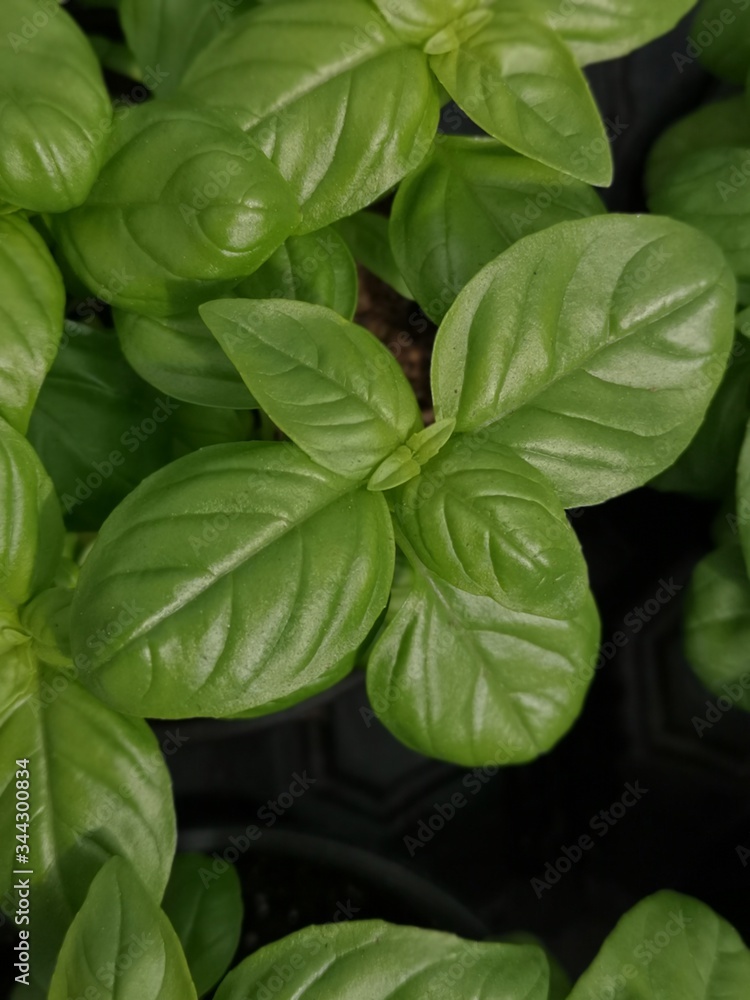 plantes aromatiques - basilic plantes aromatiques - basilic