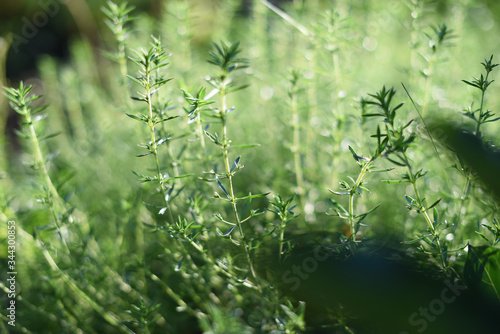green grass background