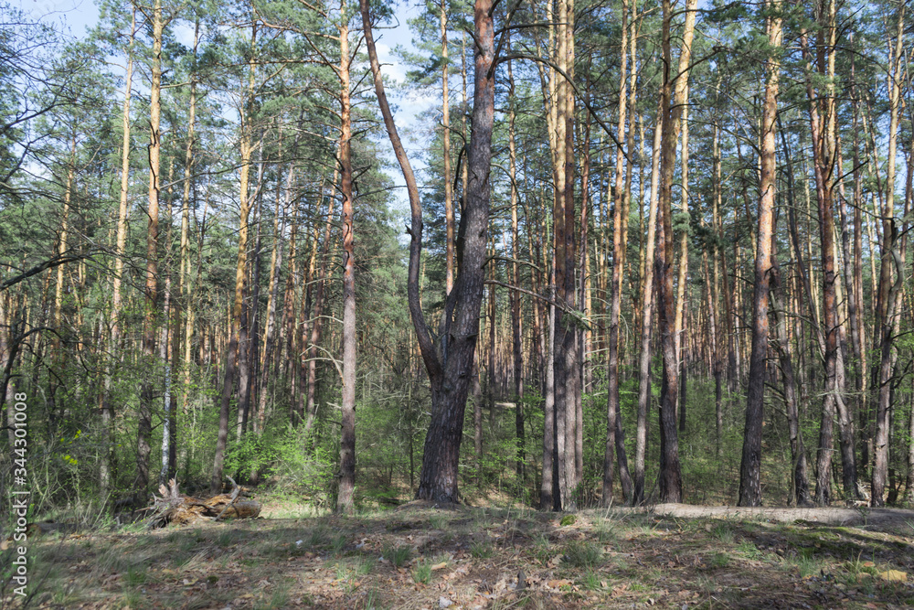 Obraz premium Pine forest landscape in spring.