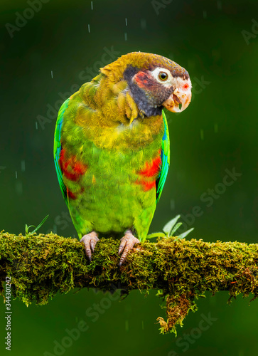 Brown-hooded Parrot on a branch.