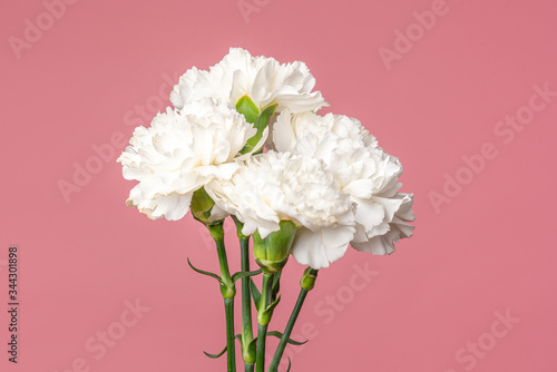 Detail of the Carnation flowers Dianthus caryophyllus also known as Clove Pink. Isolated on pure pink