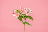 Beautiful alstroemeria lily flowers on soft pink background