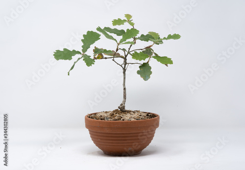 Bonsai cerro