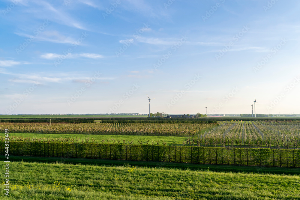 Summer farmland with orchards and windmills on the horizon, panoramic view.