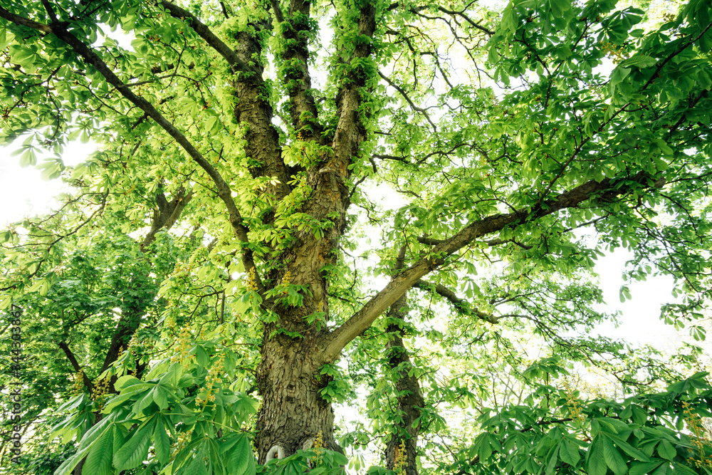 Gigantischer Kastanien Baum im Frühling Gigantischer Kastanien Baum im Frühling