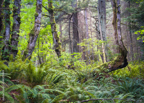 Rainforest environment on Lummi Island in the Pacific Northwest state of Washington.
