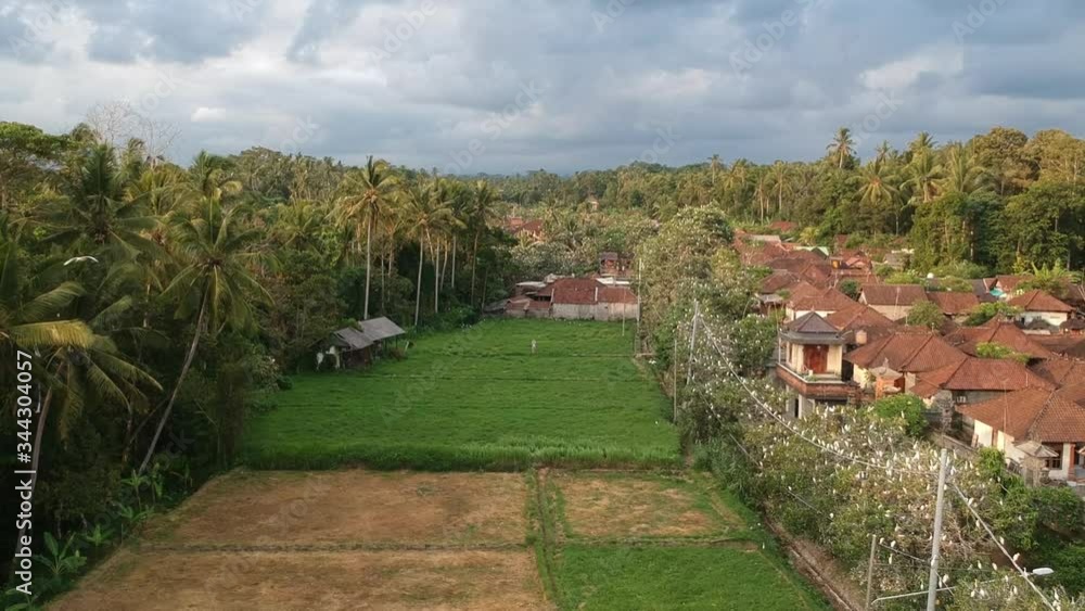 flying white cranes sit on trees and a drone flies through the jungle petulu heron bird colony watch point near ubud bali flying white cranes sit on trees and a drone flies through the jungle petulu heron bird colony watch point near ubud bali